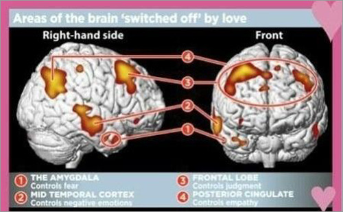 사랑에 빠진 사람 뇌.jpg
